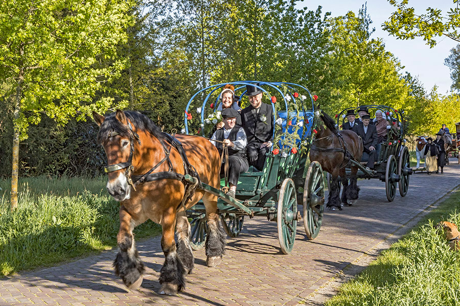 12623_kokhok_900x600_72